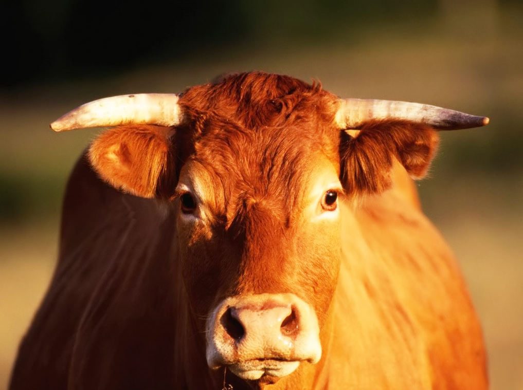Trả lời] Nằm mơ thấy bò có ý nghĩa gì? Xổ số có bao nhiêu số?