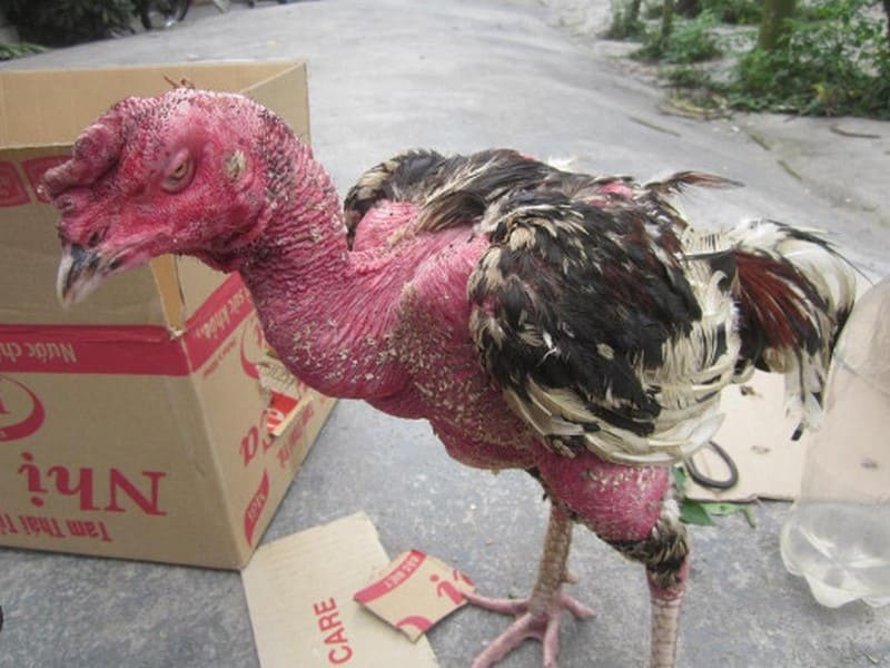 Cách xử lý nấm mốc ở gà chọi: Tìm hiểu nguyên nhân và triệu chứng - Thế giới chọi gà
