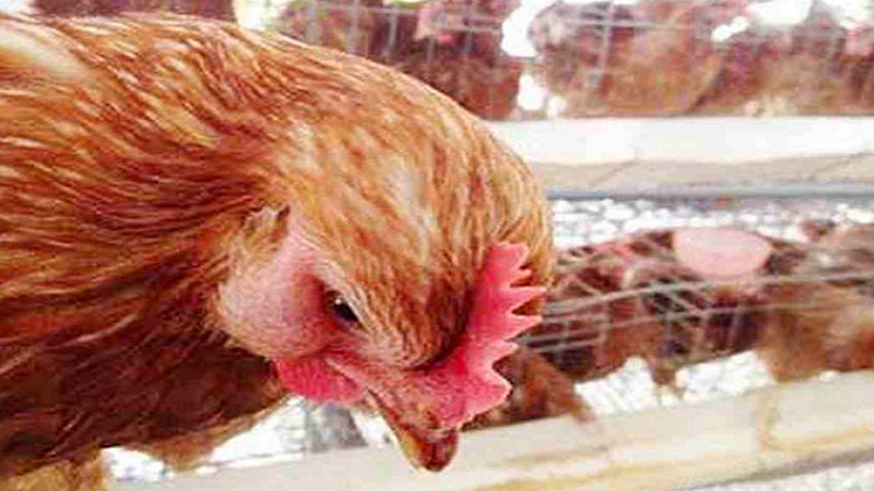 Sưng đầu ở gà trống chọi: nguyên nhân và cách điều trị