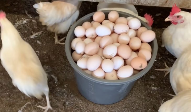 Cách nuôi gà đẻ nhiều trứng chuyên gia mách nhỏ - Nuôi trồng