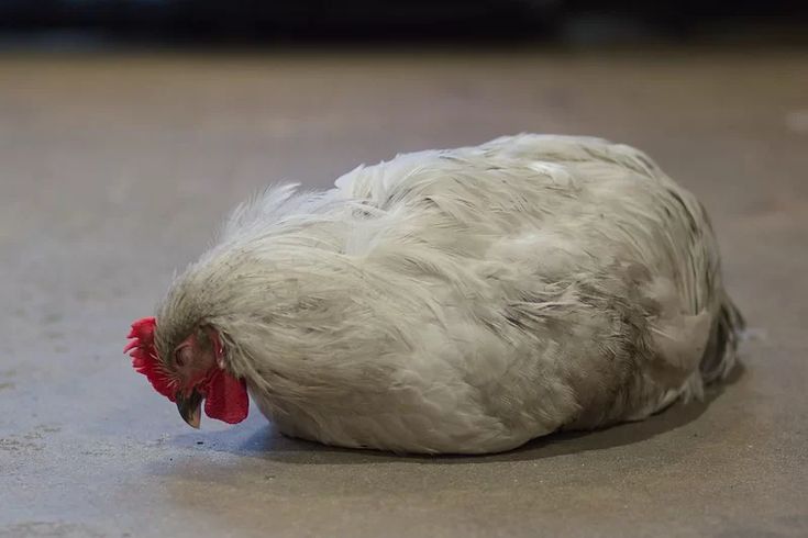 Kháng sinh điều trị bệnh ORT trên gà