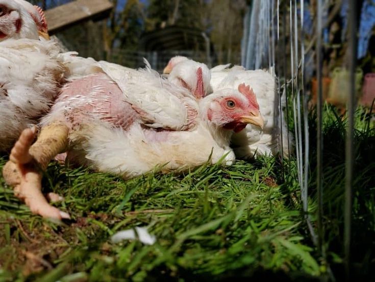 Lưu ý khi điều trị bệnh ORT trên gà